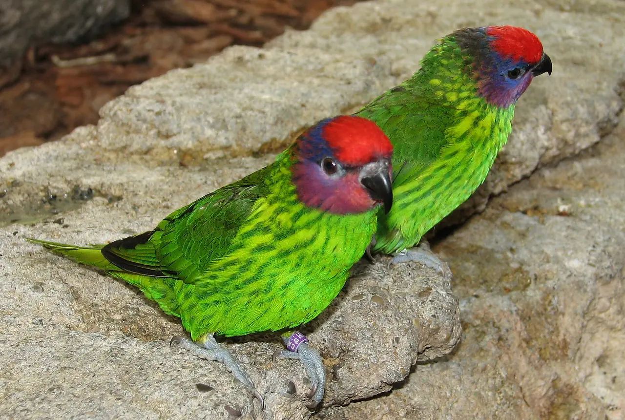 Goldie's Lorikeets care guide photo for lory and lorikeet housing, diet, and handling planning.