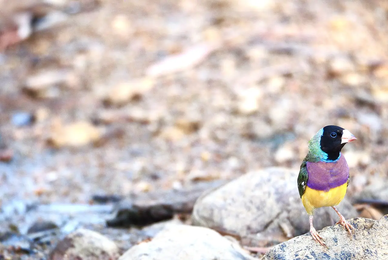 Gouldian Finches care guide photo for finch and waxbill housing, diet, and handling planning.