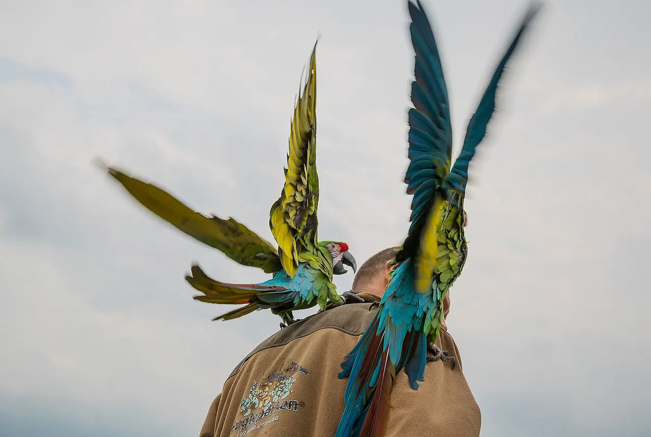 Great Green Macaws care guide photo for macaw housing, diet, and handling planning.