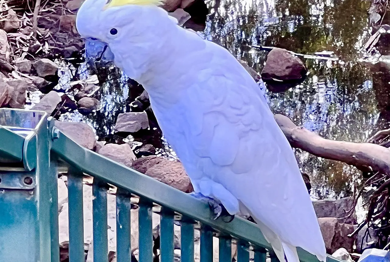 Greater Sulphur-crested Cockatoos care guide photo for cockatoo housing, diet, and handling planning.