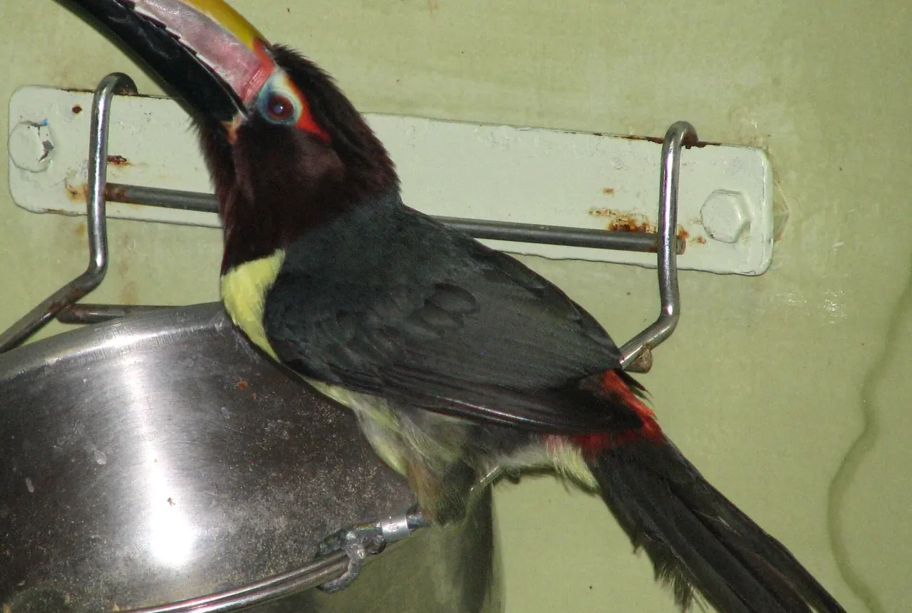 Green Aracaris care guide photo for softbill housing, diet, and handling planning.