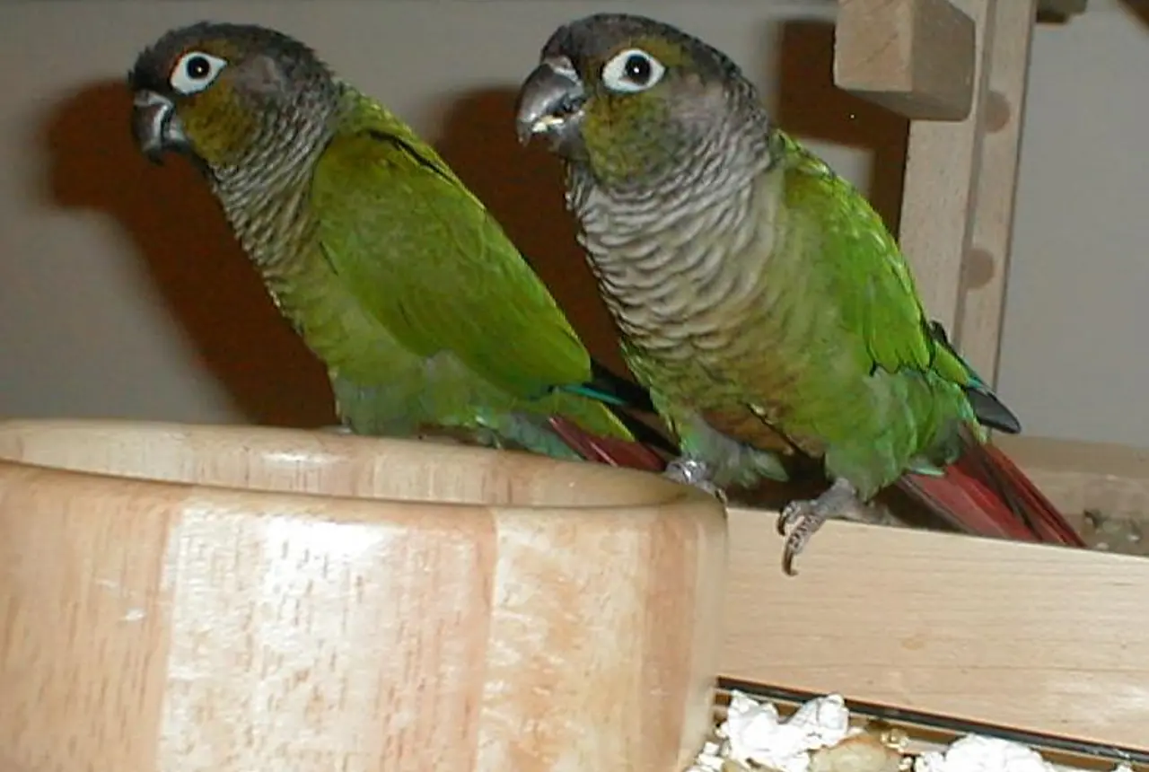 Green-cheeked Conures care guide photo for conure housing, diet, and handling planning.