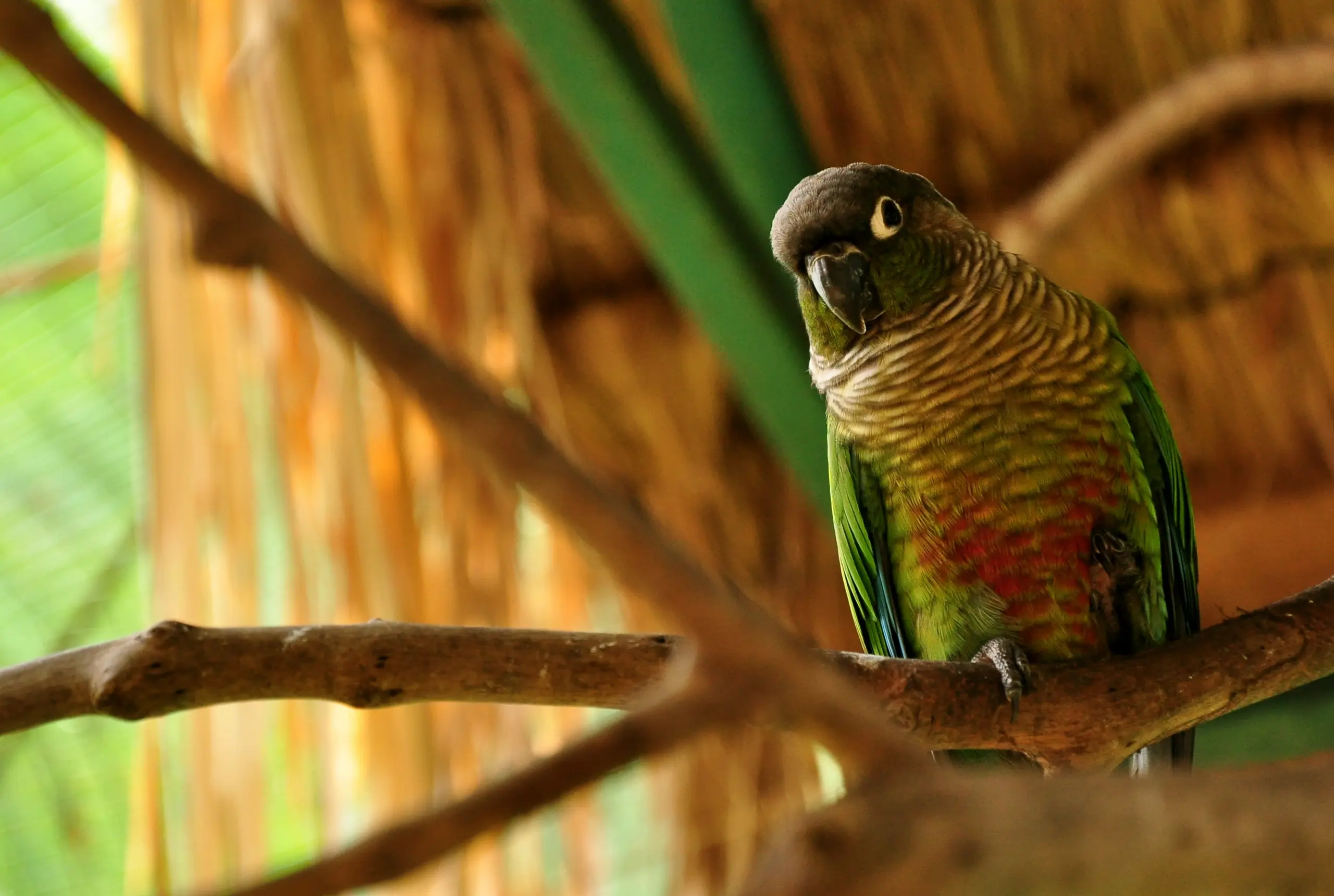 Green-cheeked Conure standing on a natural branch, with its dark cap, pale eye ring, scalloped chest, green wings, and maroon belly visible.