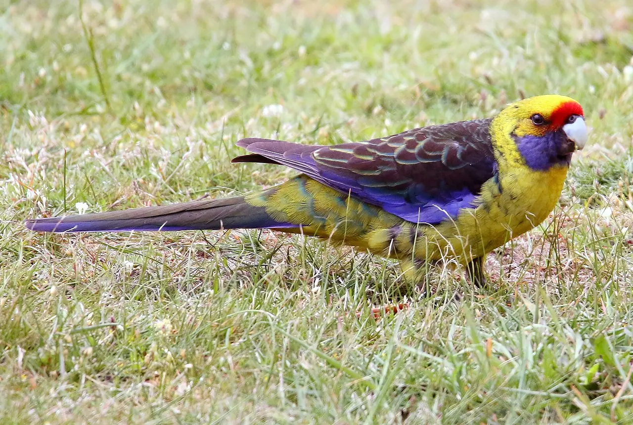 Green Rosellas care guide photo for parakeet and small parrot housing, diet, and handling planning.