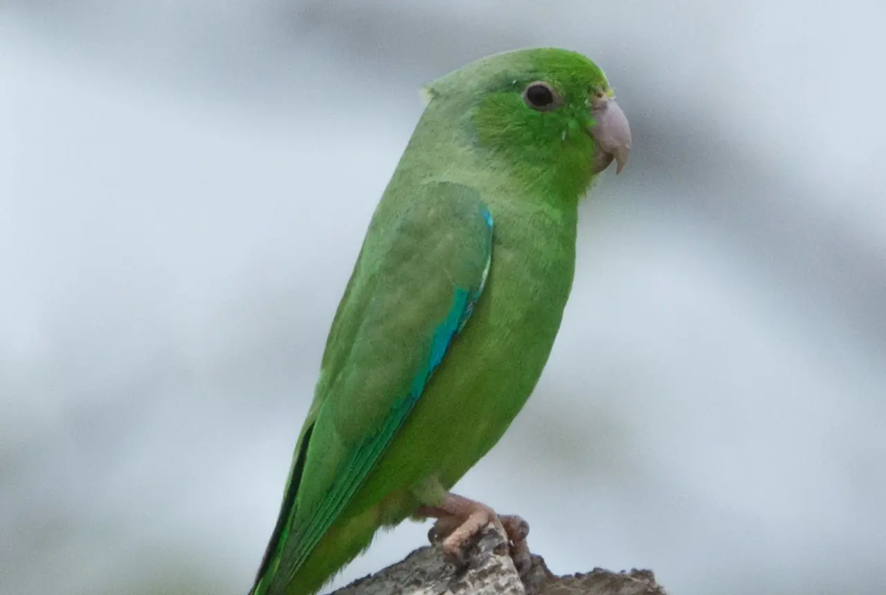 Green-rumped Parrotlets care guide photo for parakeet and small parrot housing, diet, and handling planning.
