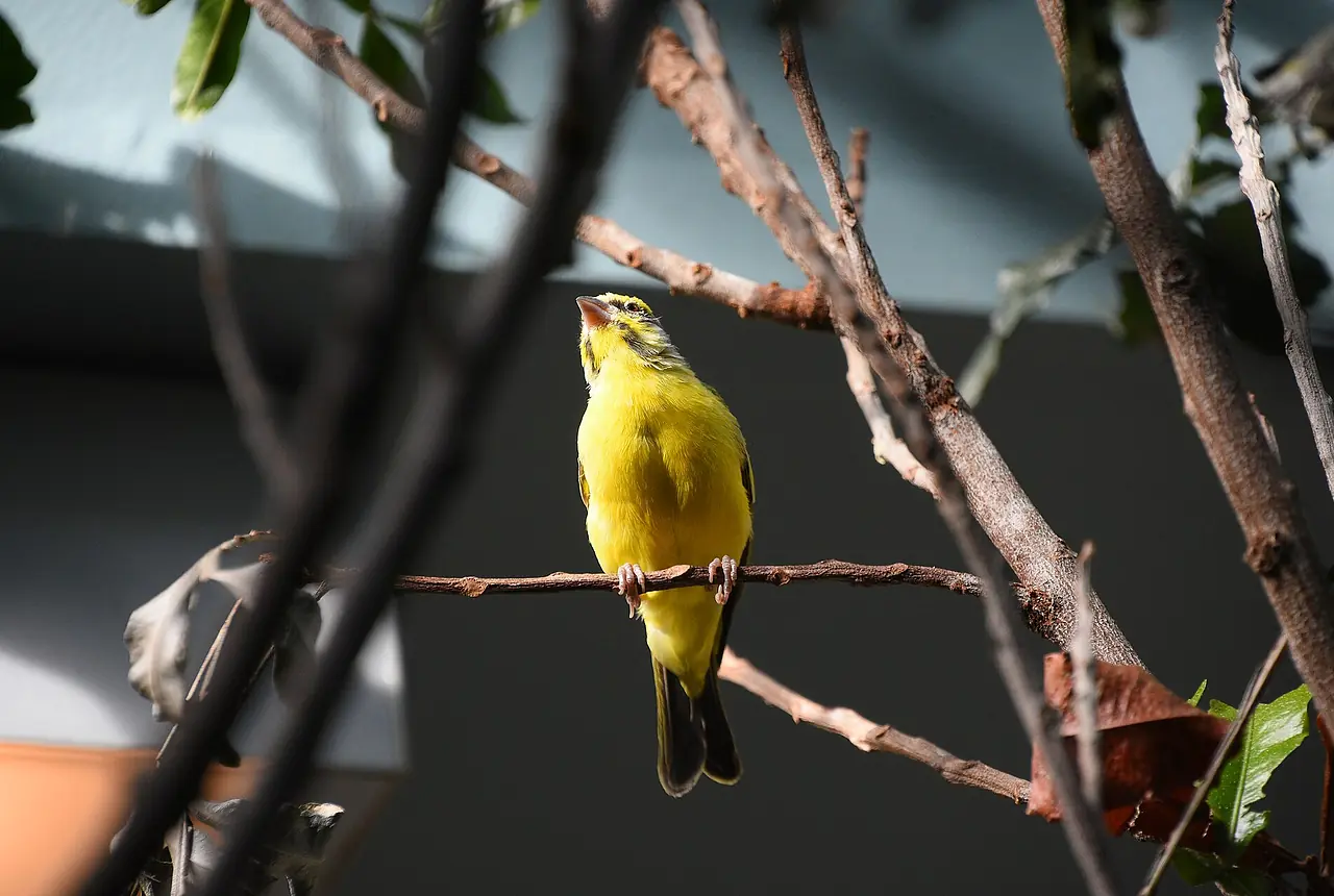 Green Singing Finches care guide photo for finch and waxbill housing, diet, and handling planning.