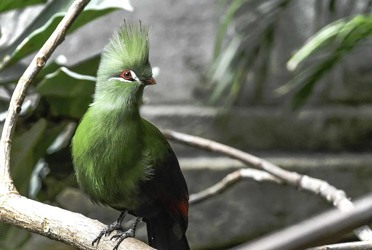 Green Turacos care guide photo for softbill housing, diet, and handling planning.