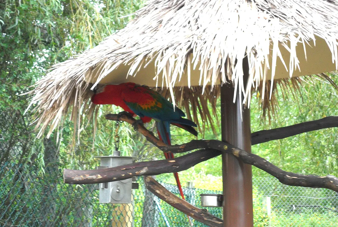 Green-winged Macaws care guide photo for macaw housing, diet, and handling planning.