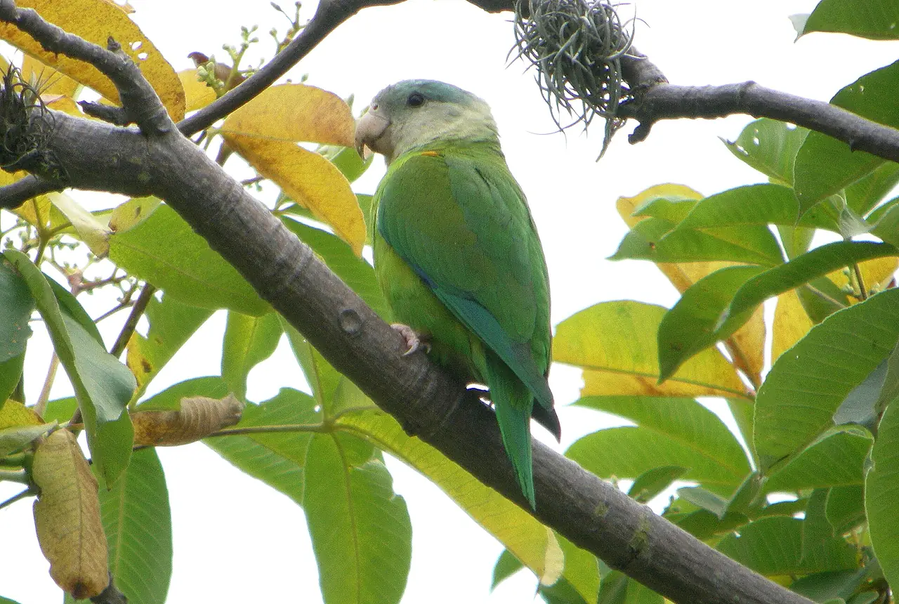Grey-cheeked Parakeets care guide photo for parakeet and small parrot housing, diet, and handling planning.