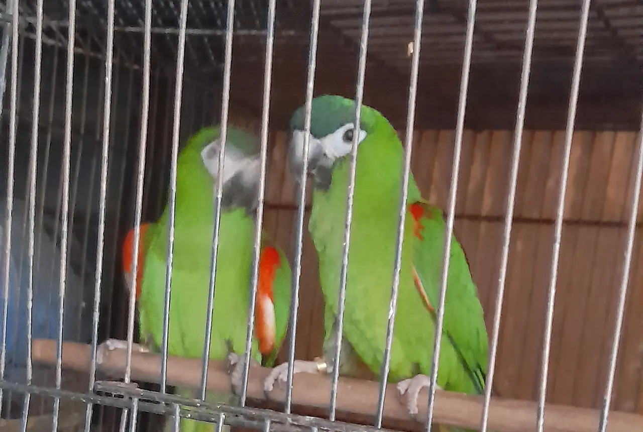 Hahn's Macaws care guide photo for macaw housing, diet, and handling planning.