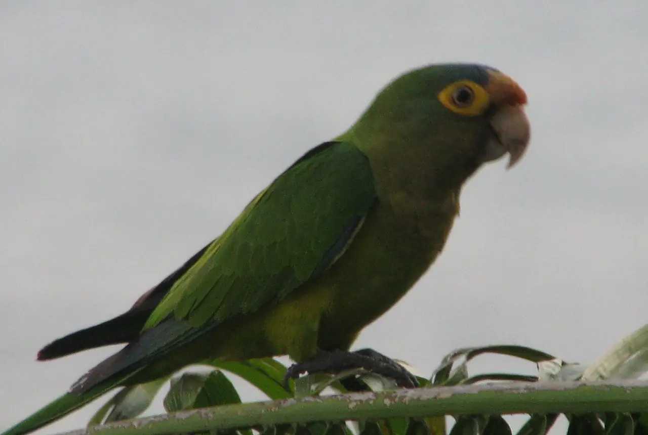 Half-moon Conures care guide photo for conure housing, diet, and handling planning.