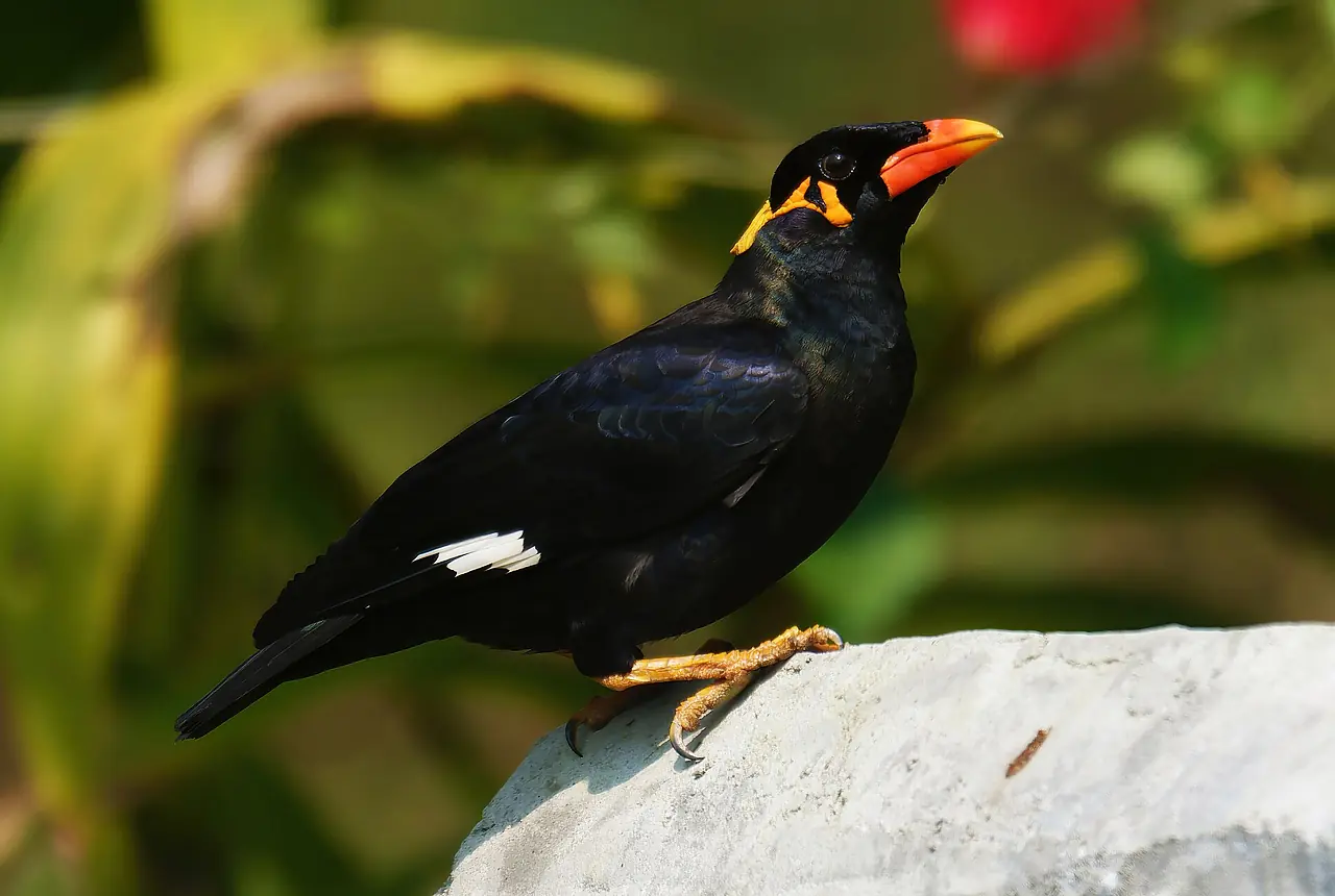 Hill Mynas care guide photo for softbill housing, diet, and handling planning.