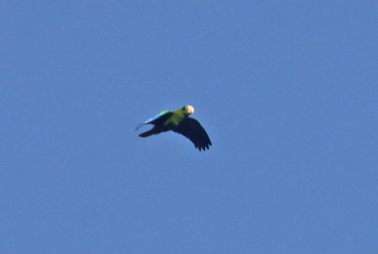 Hispaniolan Amazons care guide photo for amazon parrot housing, diet, and handling planning.
