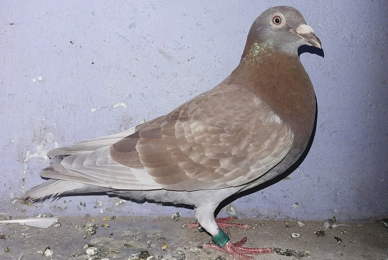 Homing Pigeons care guide photo for dove and pigeon housing, diet, and handling planning.