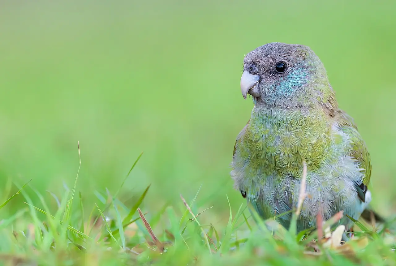 Hooded Parrots care guide photo for parakeet and small parrot housing, diet, and handling planning.