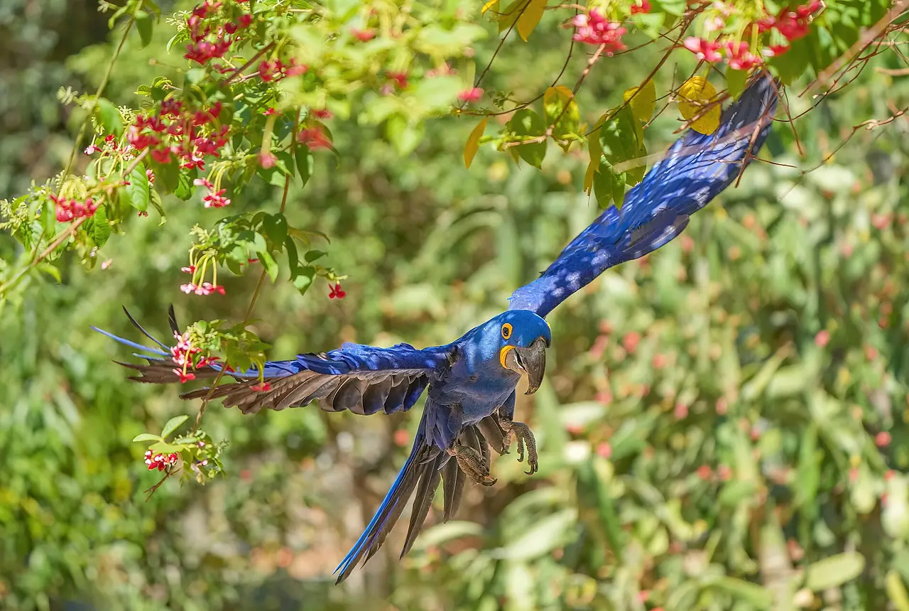 Hyacinth Macaws care guide photo for macaw housing, diet, and handling planning.