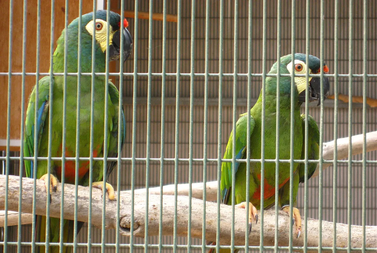 Illiger's Macaws care guide photo for macaw housing, diet, and handling planning.