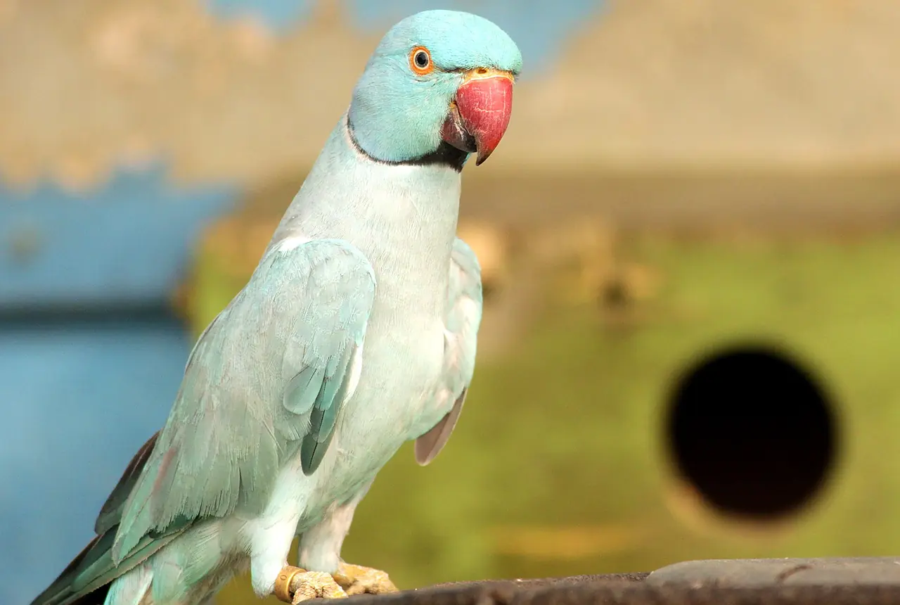 Indian Ringnecks care guide photo for companion bird housing, diet, and handling planning.