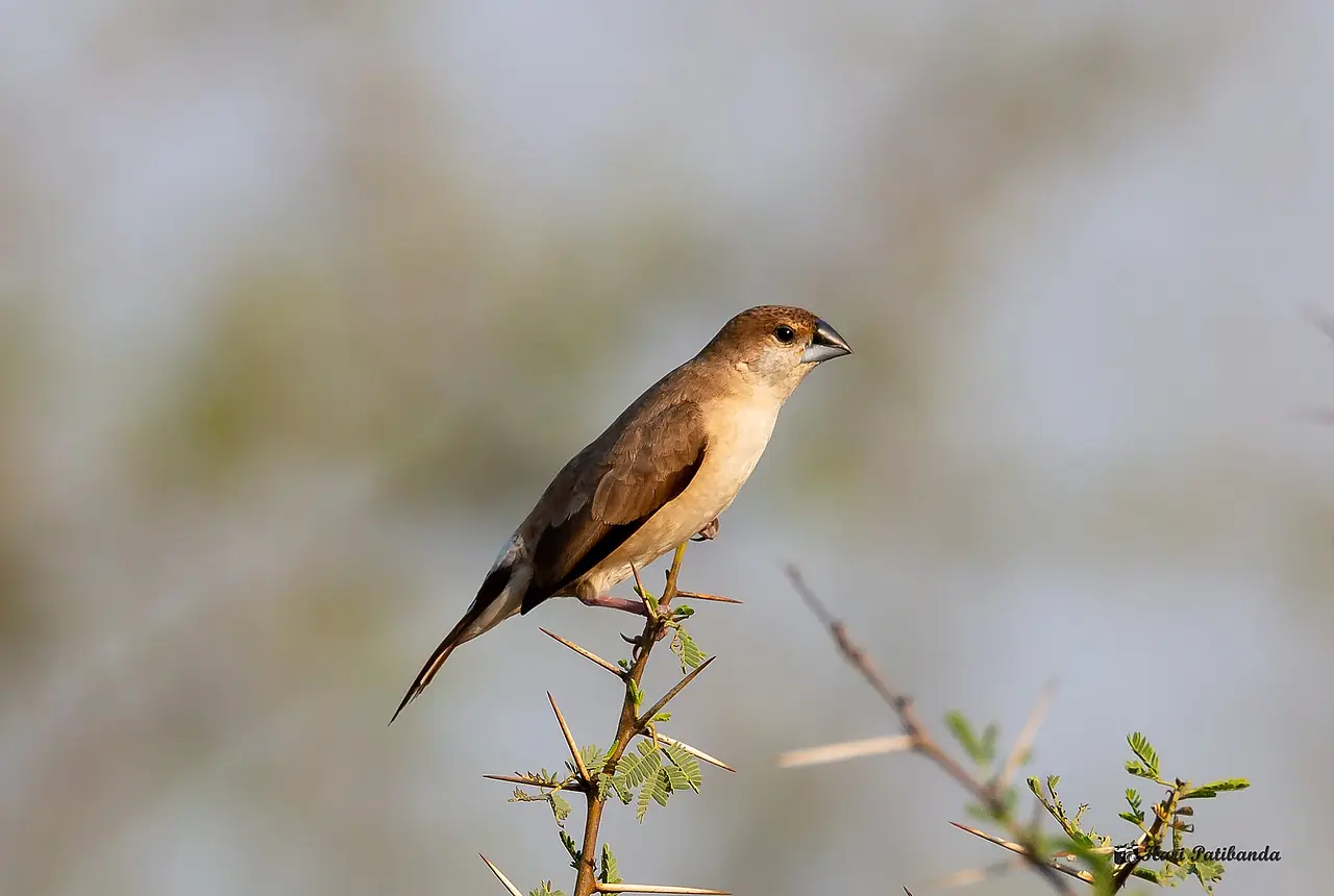 Indian Silverbills care guide photo for finch and waxbill housing, diet, and handling planning.