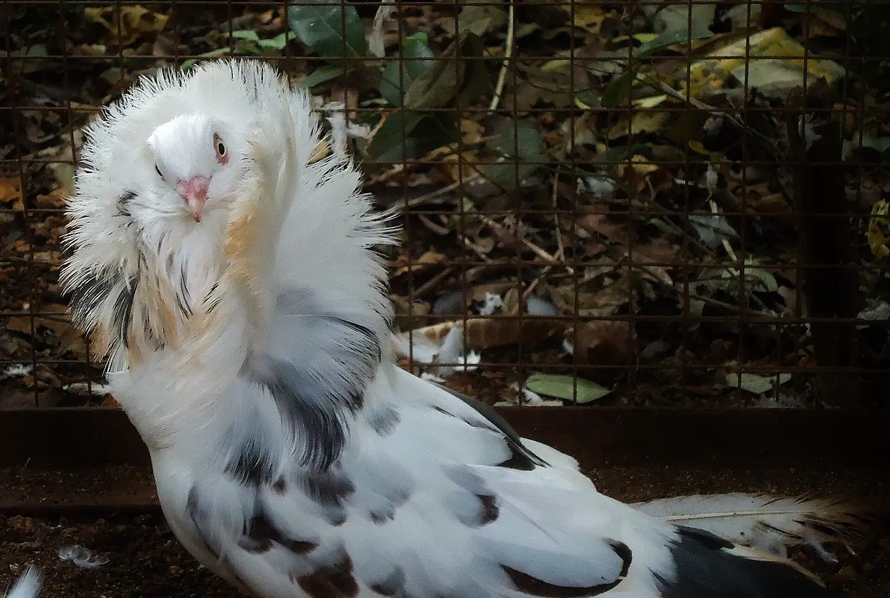 Jacobin Pigeons care guide photo for dove and pigeon housing, diet, and handling planning.
