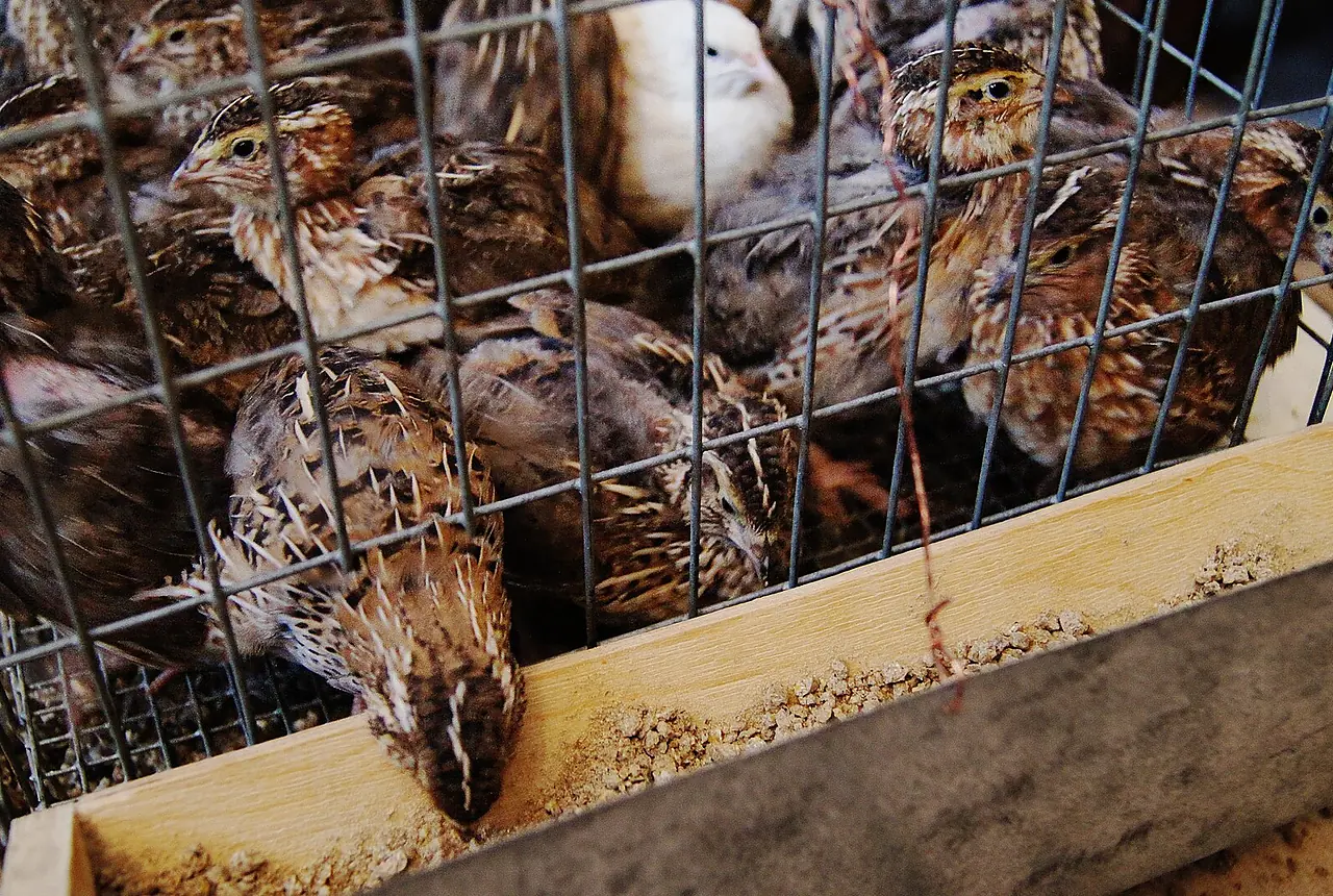 Japanese Quail care guide photo for quail housing, diet, and handling planning.