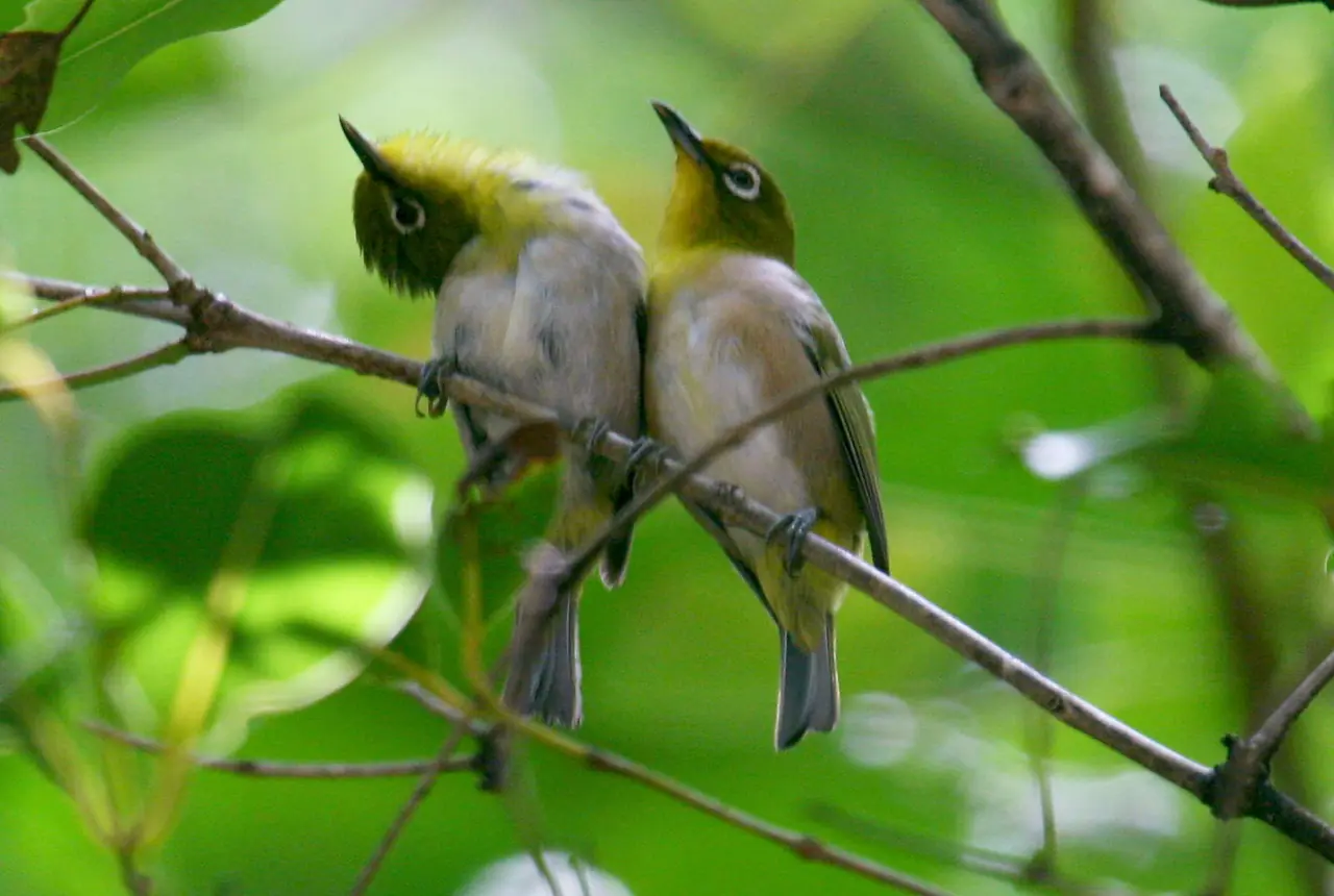 Japanese White-eyes care guide photo for softbill housing, diet, and handling planning.