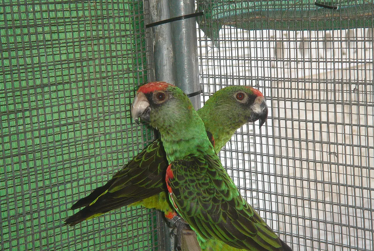 Jardine's Parrots care guide photo for african parrot housing, diet, and handling planning.