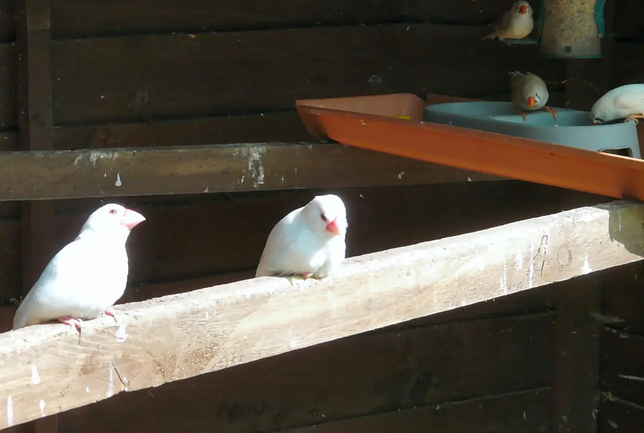 Java Doves care guide photo for dove and pigeon housing, diet, and handling planning.