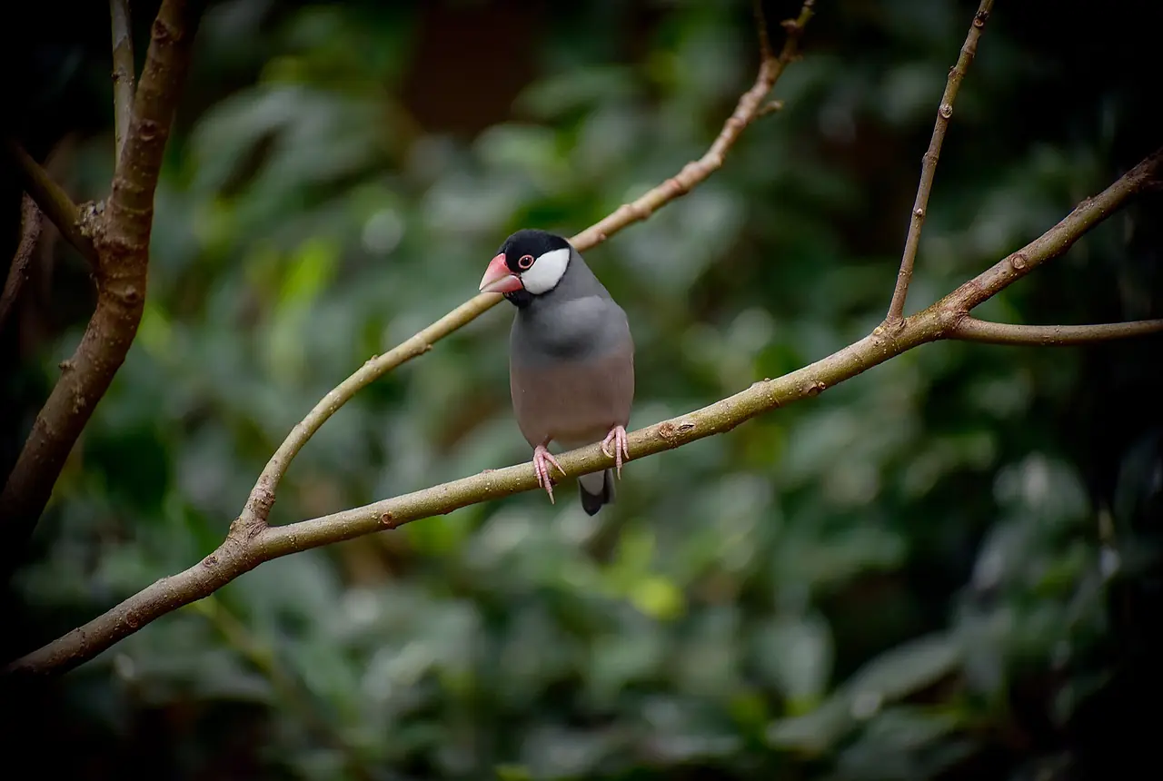Java Sparrows care guide photo for finch and waxbill housing, diet, and handling planning.