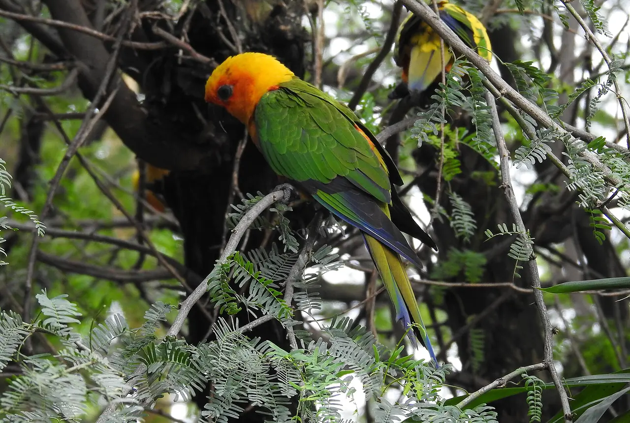Jenday Conures care guide photo for conure housing, diet, and handling planning.