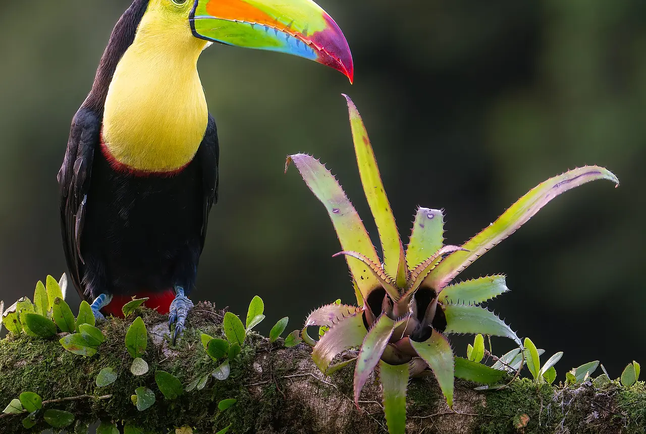 Keel-billed Toucans care guide photo for softbill housing, diet, and handling planning.