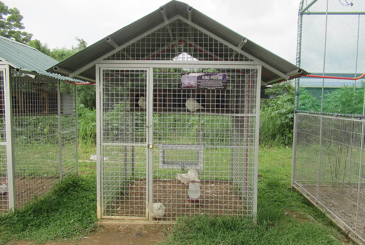 King Pigeons care guide photo for dove and pigeon housing, diet, and handling planning.
