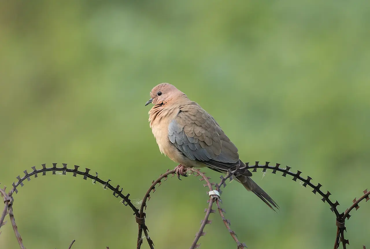 Laughing Doves care guide photo for dove and pigeon housing, diet, and handling planning.