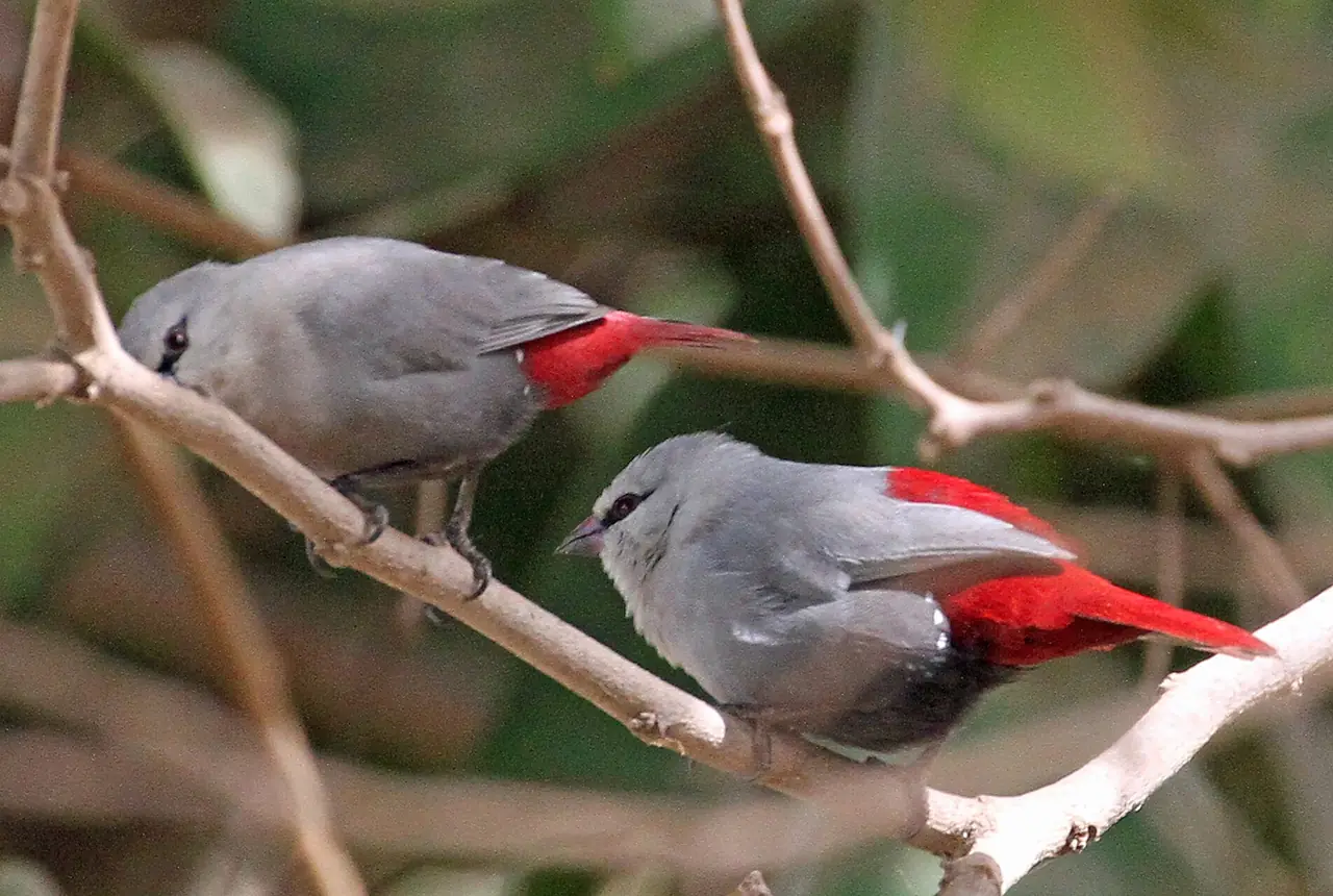 Lavender Waxbills care guide photo for finch and waxbill housing, diet, and handling planning.