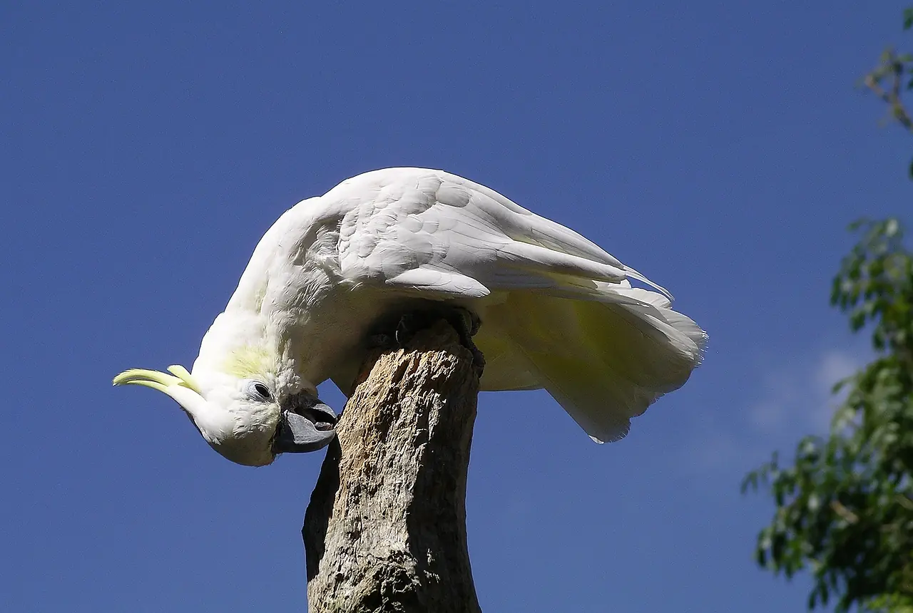 Lesser Sulphur-crested Cockatoos care guide photo for cockatoo housing, diet, and handling planning.