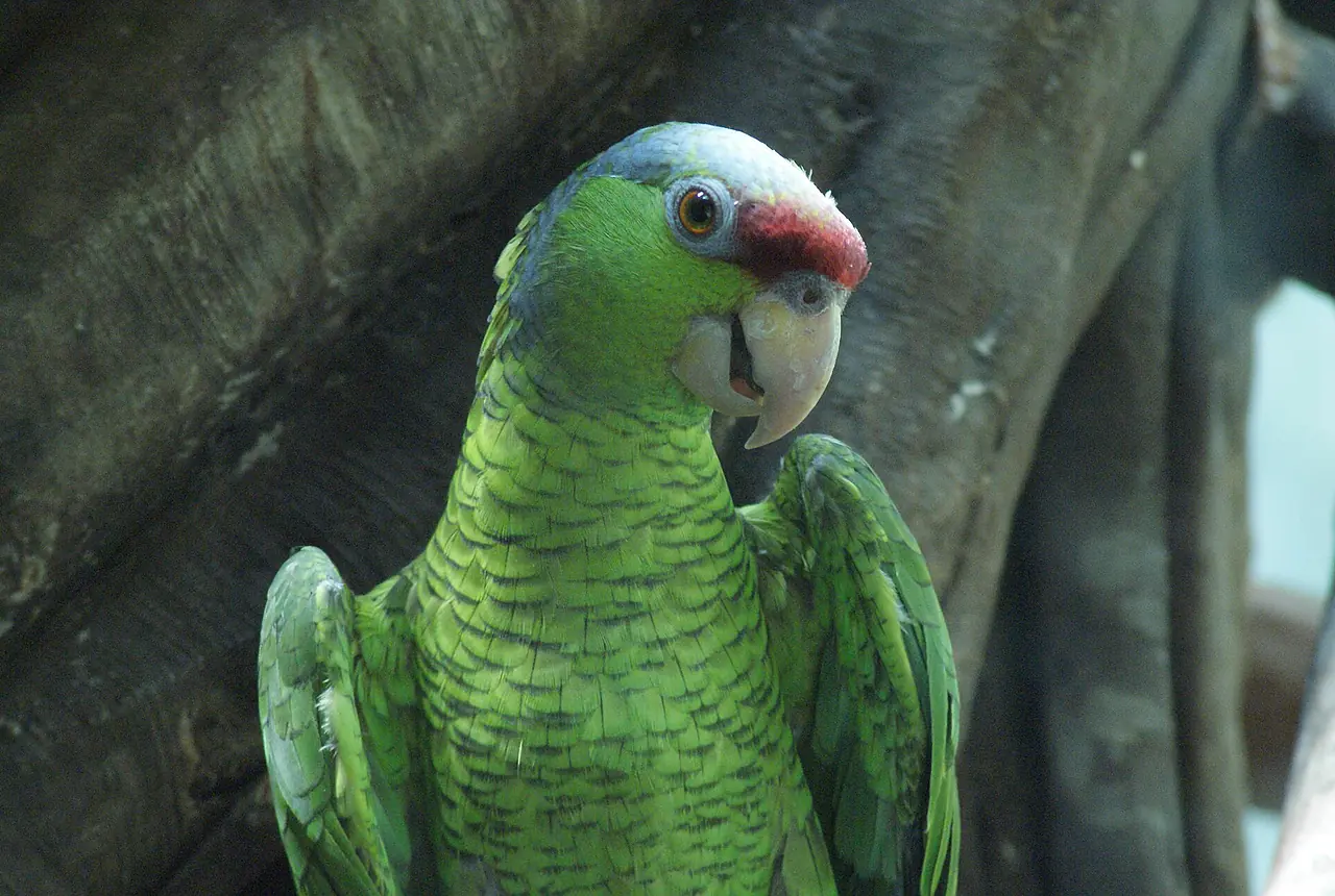 Lilac-crowned Amazons care guide photo for amazon parrot housing, diet, and handling planning.