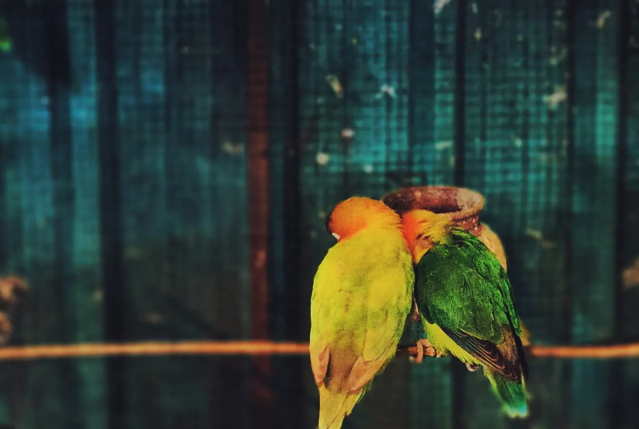 Lilian's Lovebirds care guide photo for lovebird housing, diet, and handling planning.