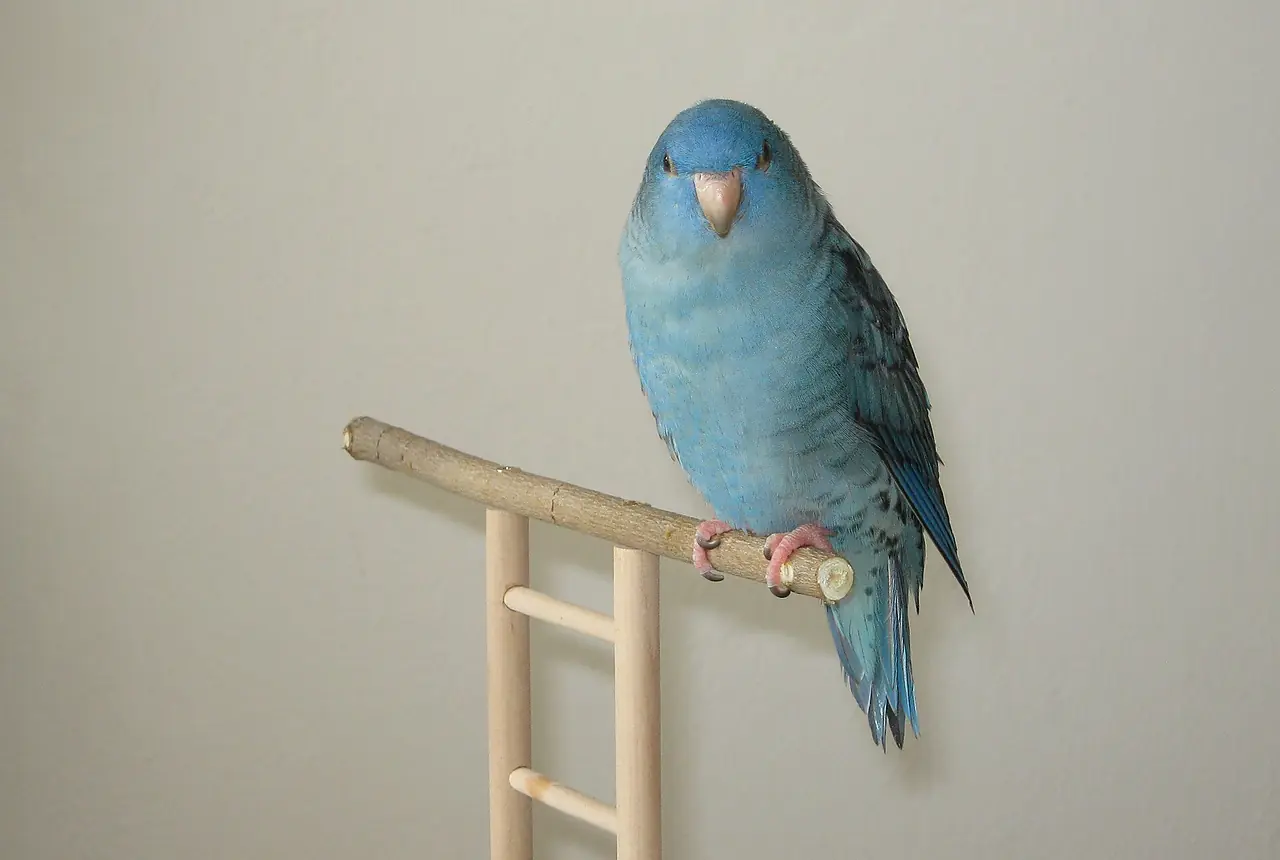 Lineolated parakeet for beginner bird fit questions.