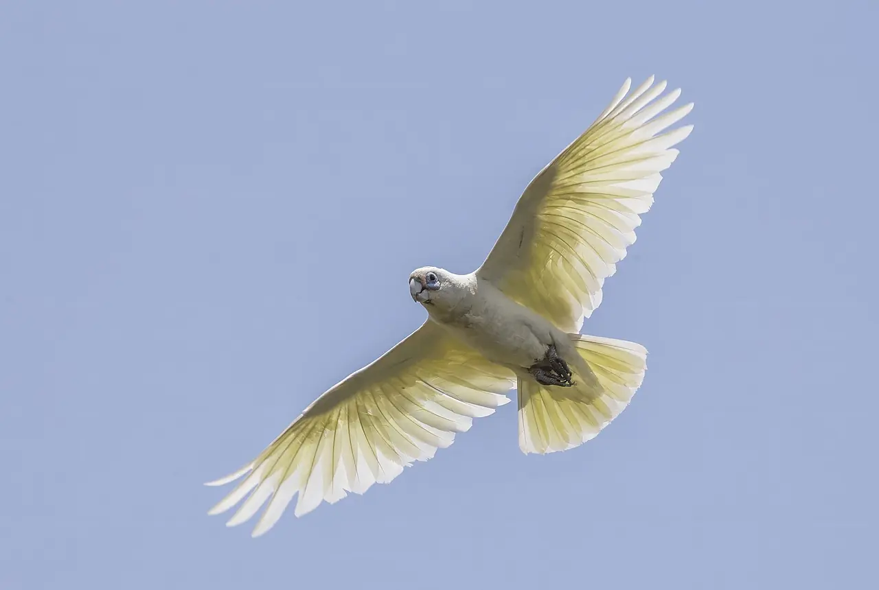 Little Corellas care guide photo for cockatoo housing, diet, and handling planning.