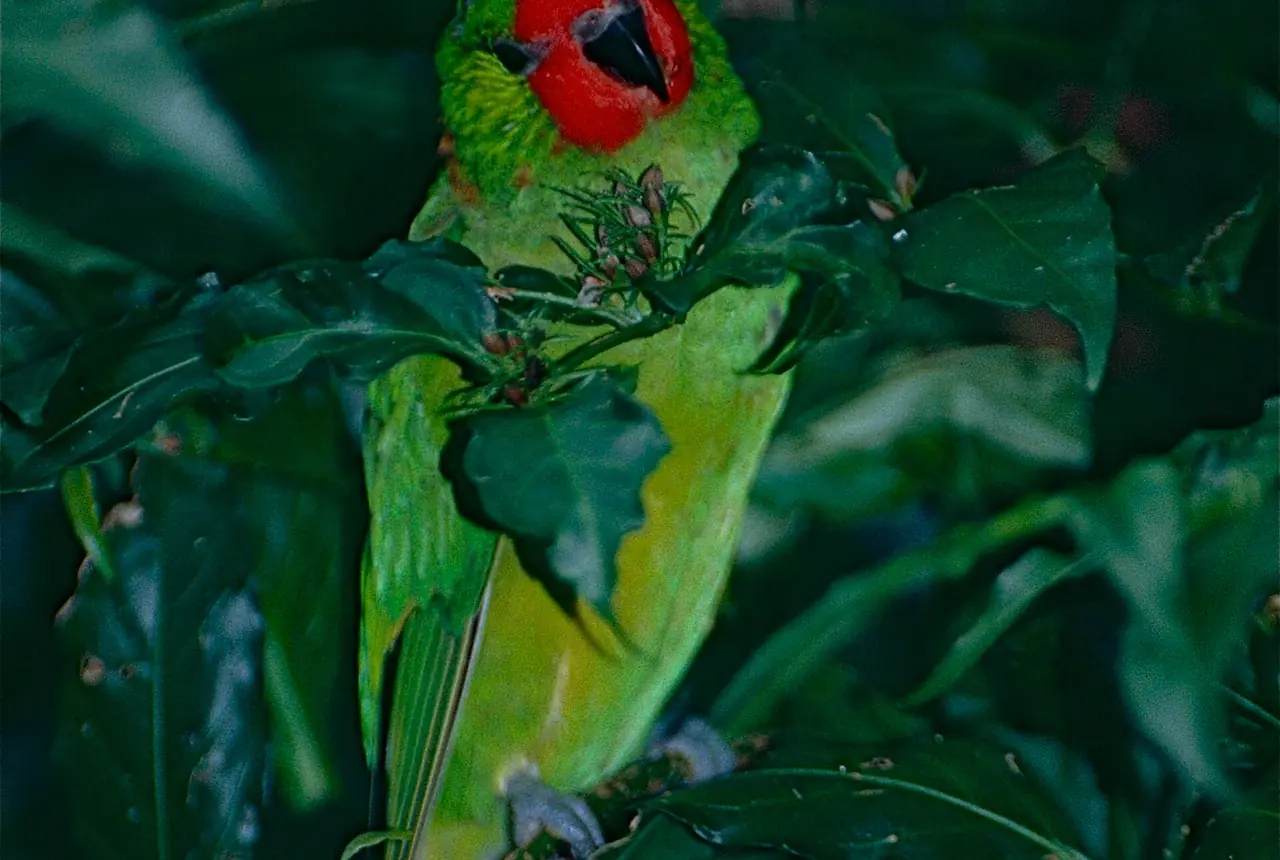 Little Lorikeets care guide photo for lory and lorikeet housing, diet, and handling planning.