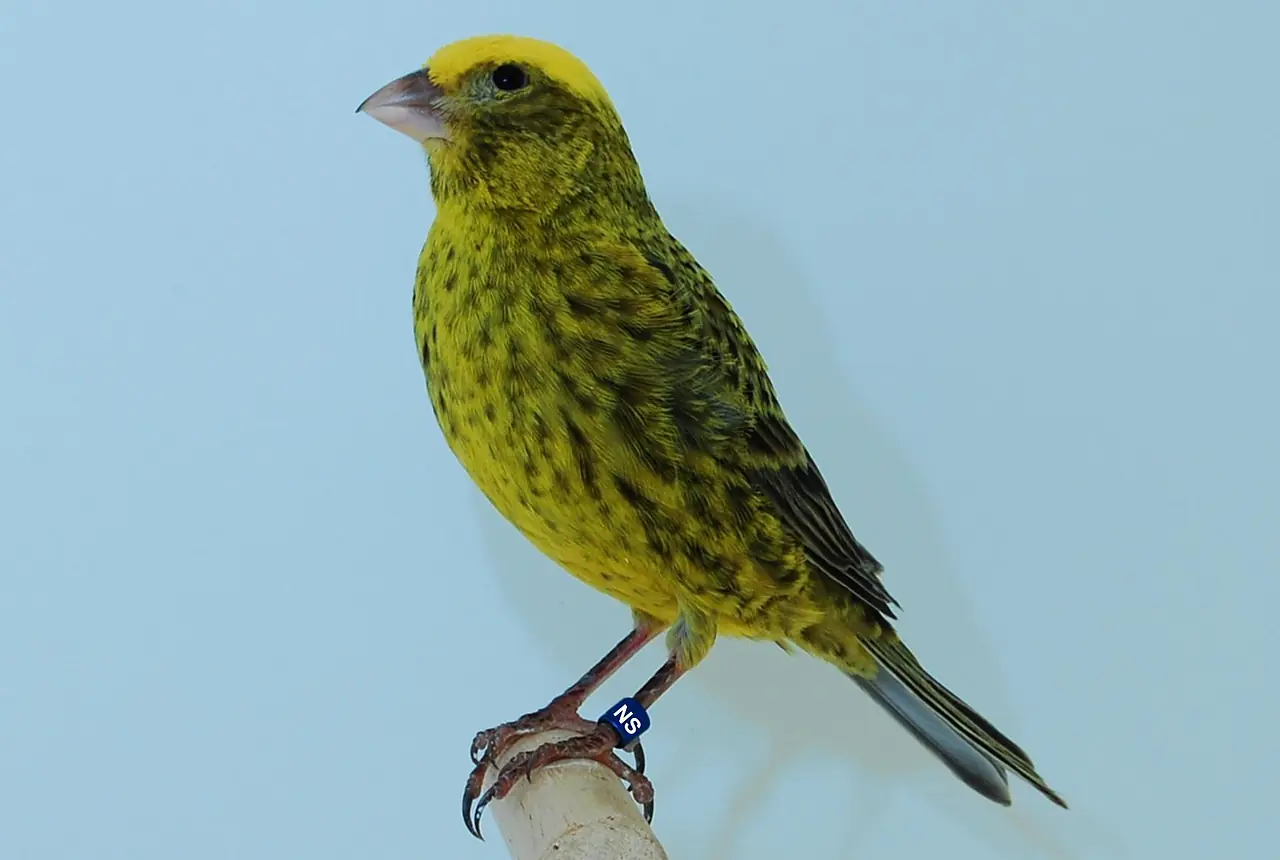 Lizard Canaries care guide photo for canary housing, diet, and handling planning.