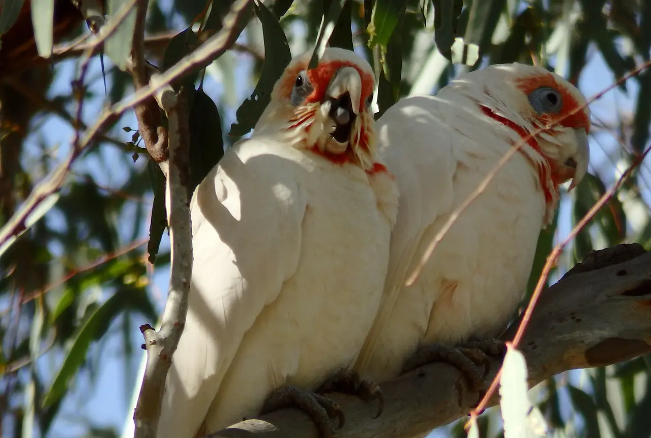 Long-billed Corellas care guide photo for cockatoo housing, diet, and handling planning.