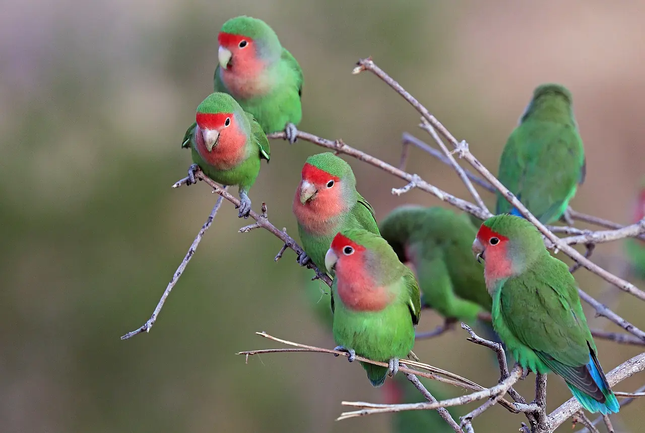 Lovebirds care guide photo for lovebird housing, diet, and handling planning.