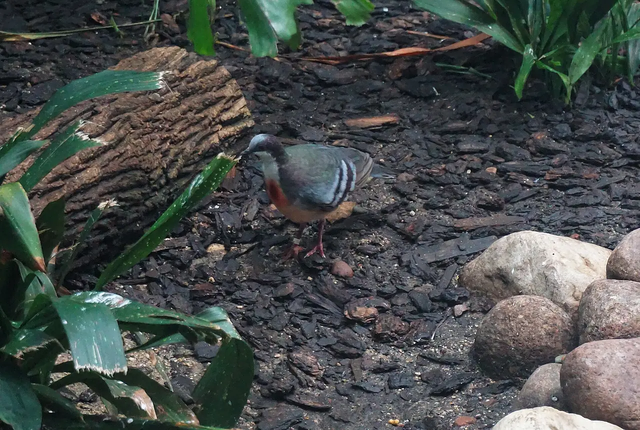 Luzon Bleeding-heart Doves care guide photo for dove and pigeon housing, diet, and handling planning.