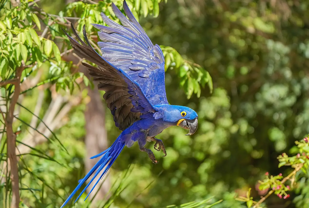 Macaws care guide photo for macaw housing, diet, and handling planning.