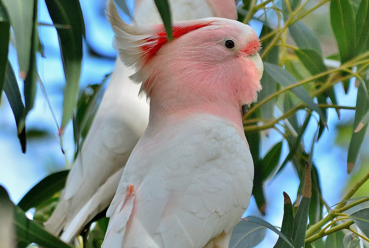 Major Mitchell's Cockatoos care guide photo for cockatoo housing, diet, and handling planning.