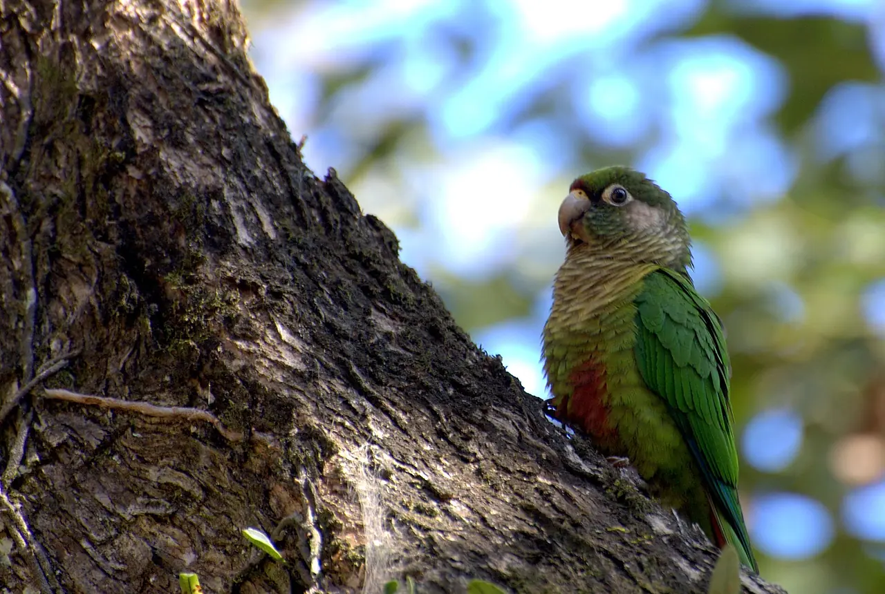 Maroon-bellied Conures care guide photo for conure housing, diet, and handling planning.