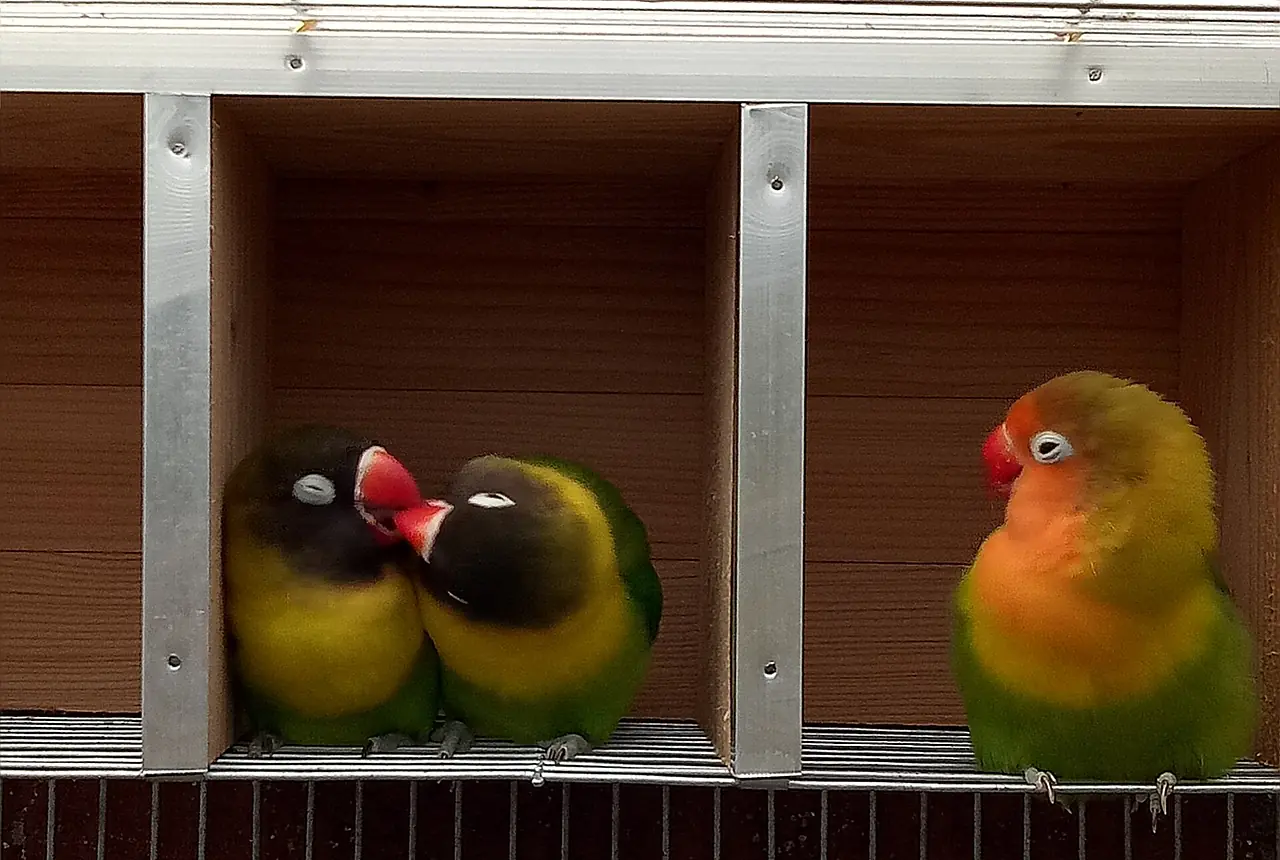 Masked Lovebirds care guide photo for lovebird housing, diet, and handling planning.