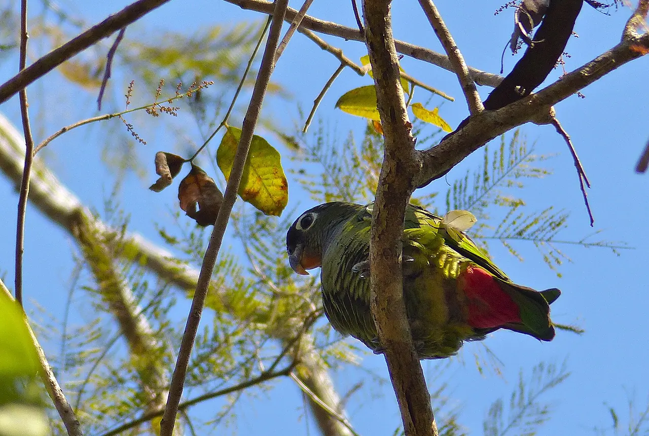 Maximilian's Pionus care guide photo for pionus parrot housing, diet, and handling planning.
