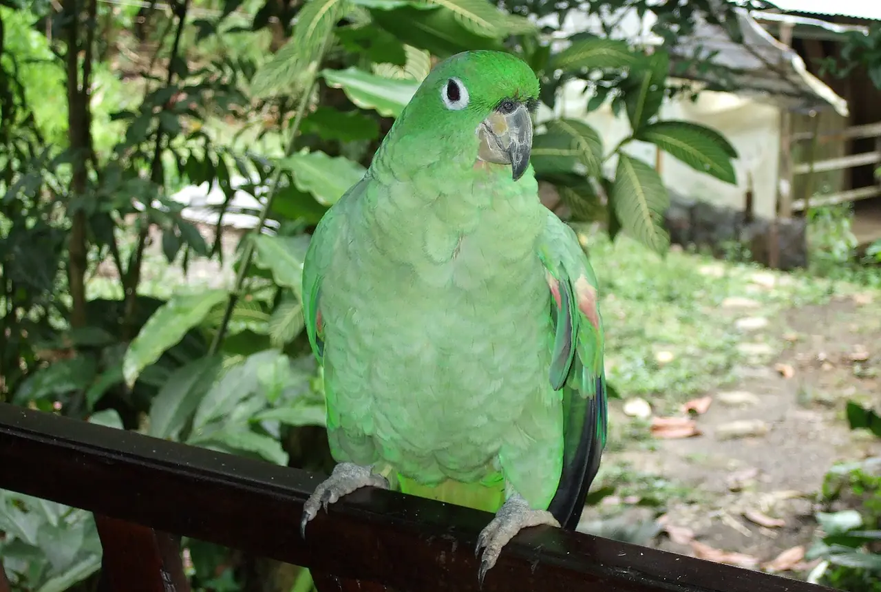 Mealy Amazons care guide photo for amazon parrot housing, diet, and handling planning.
